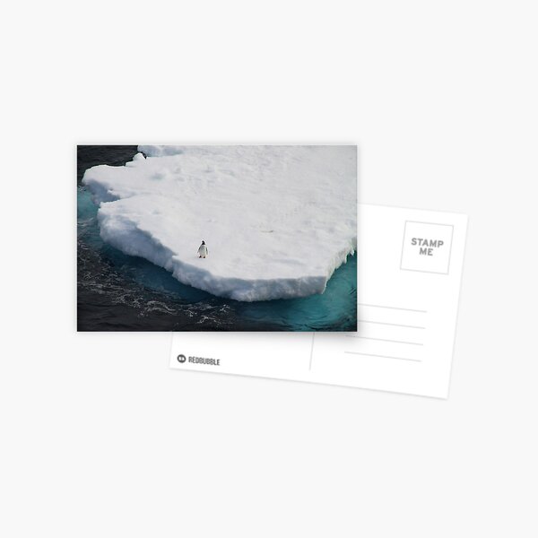 The Lone Penguin Postcard