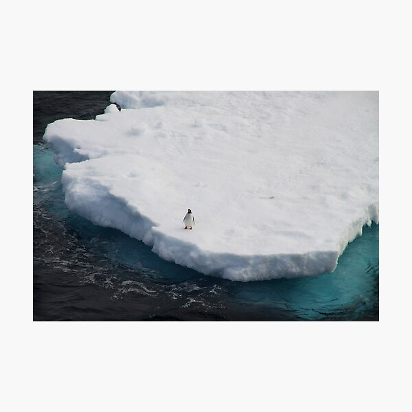 The Lone Penguin Photographic Print