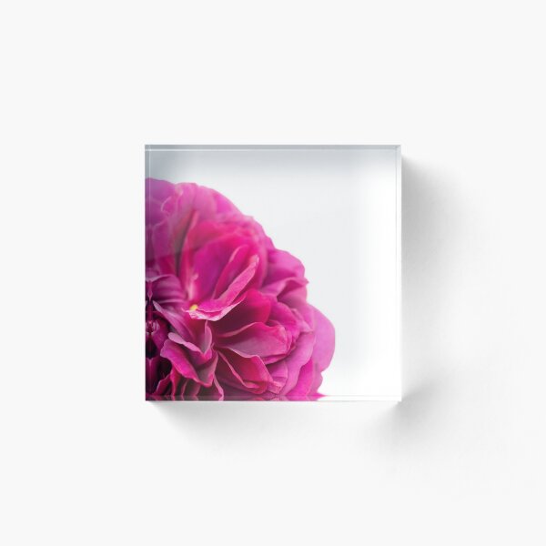 English Rose 'The Dark Lady' Acrylic Block