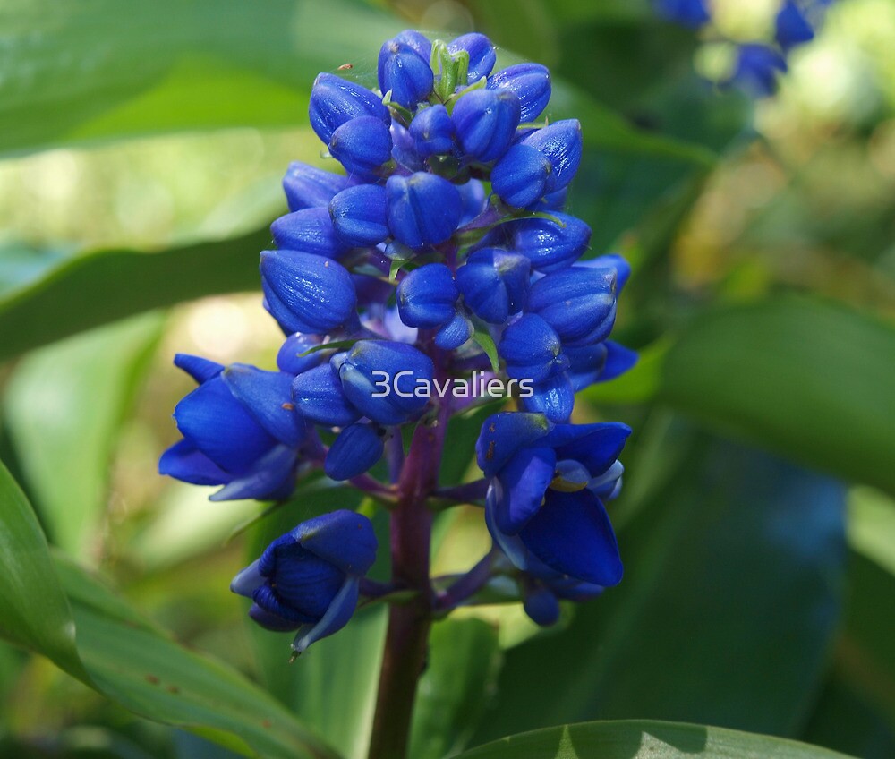 "Blue Ginger Lily Dichorisandra thyrsiflora" by 3Cavaliers Redbubble