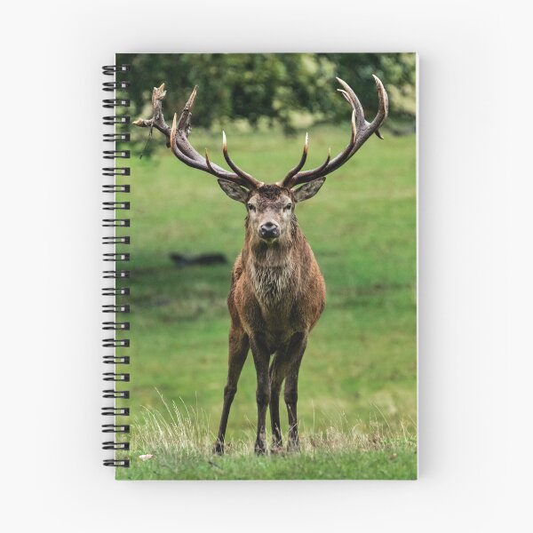 Item preview, Red Deer Stag Portrait designed and sold by JMChown.
