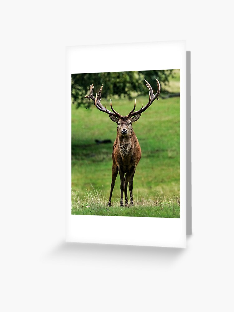 Portrait of a Stag Card Blank Portrait of a Stag Card Blank