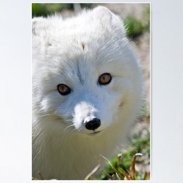 Item preview, She's A Little Fox designed and sold by Buzzimage.