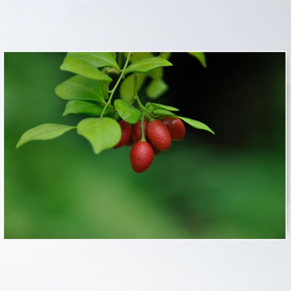Item preview, I'm not berry, I'm confused who am I... designed and sold by Kornrawiee.