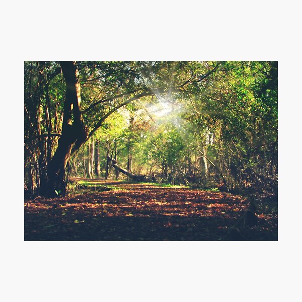 Path in the Woods Photographic Print