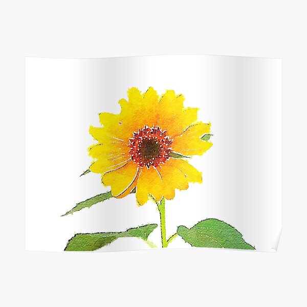 Sunflower in Watercolor Poster