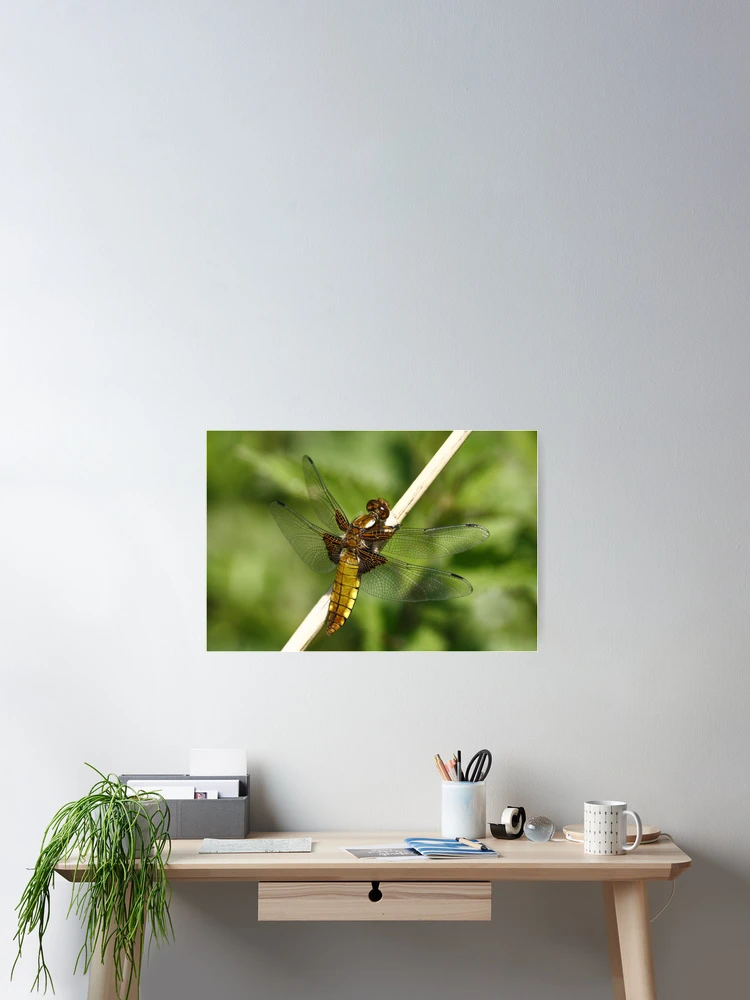 Thumbnail 2 of 3, Poster, Broad Bodied Chaser 2 designed and sold by Rex Charlesworth.