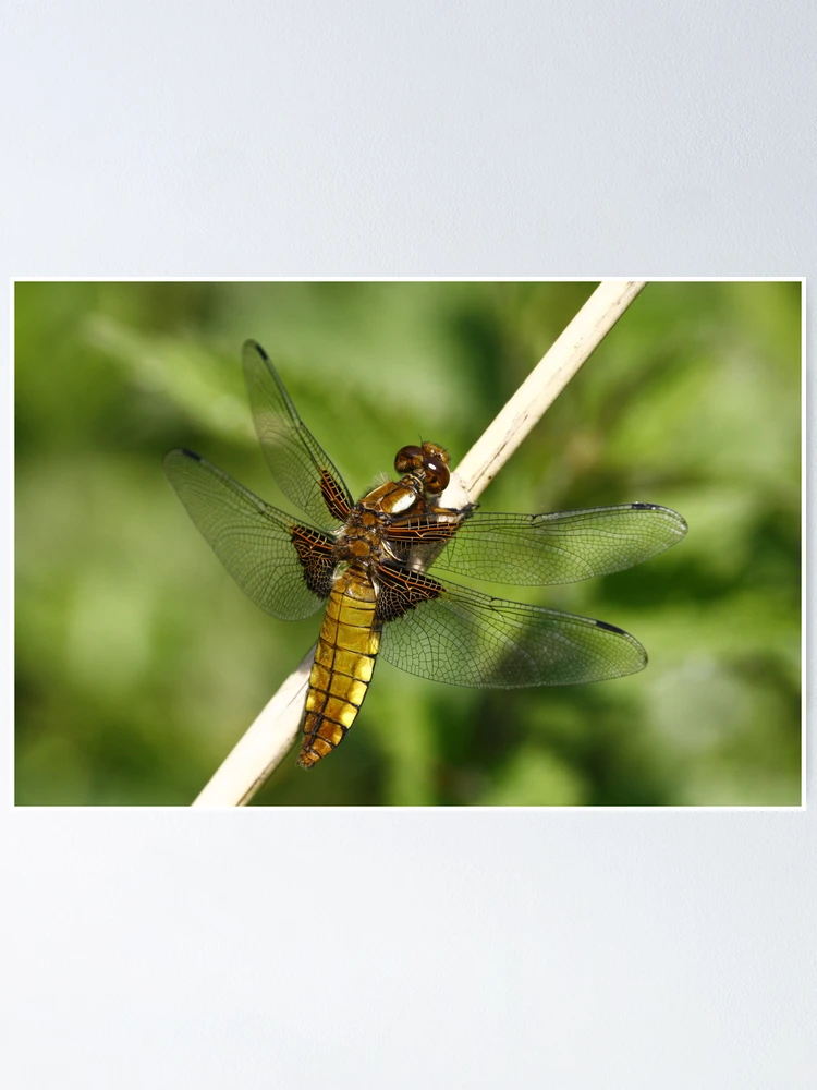 Thumbnail 1 of 3, Poster, Broad Bodied Chaser 2 designed and sold by Rex Charlesworth.