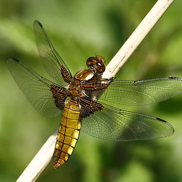 Artwork thumbnail, Broad Bodied Chaser 2 by Rex Charlesworth