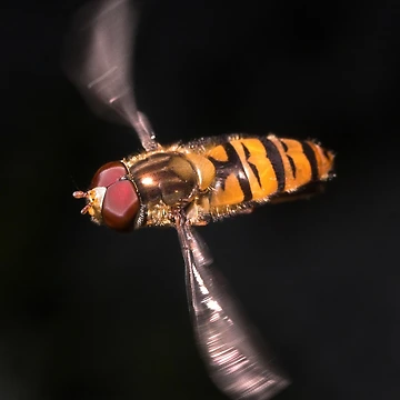 Artwork thumbnail, Hover Fly by Rex Charlesworth