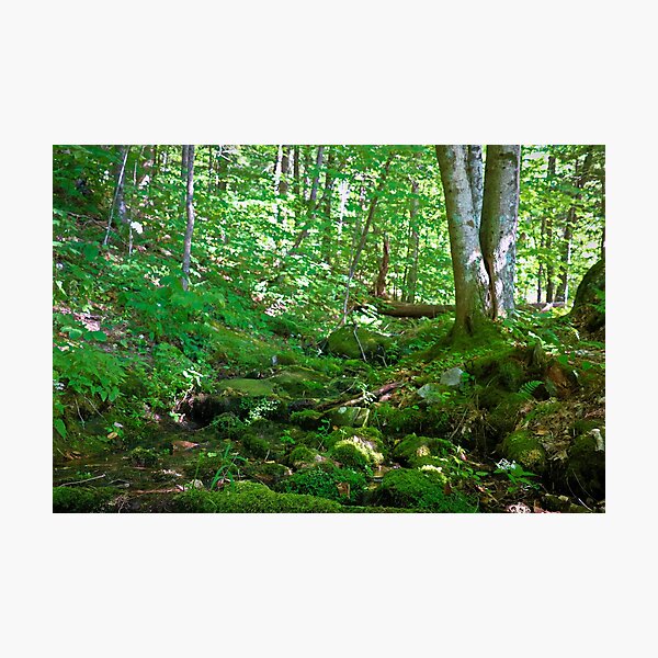 Item preview, In The Woods designed and sold by ADM  Photography.