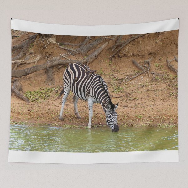 Item preview, Zebra and oxpeckers, Mkuze Game Reserve, South Africa designed and sold by FranWest.
