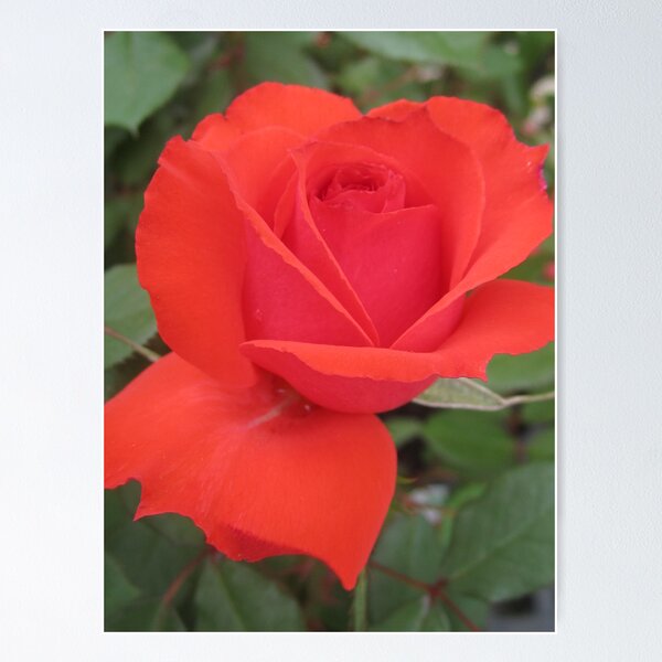 Item preview, Roses are red! designed and sold by LisaDU.