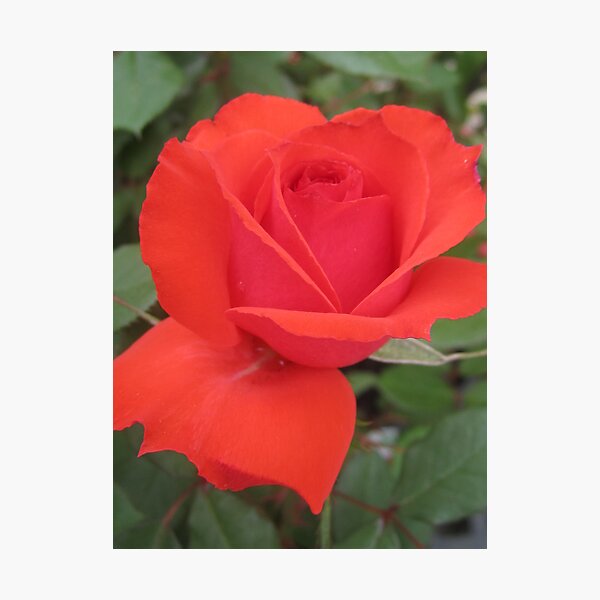 Item preview, Roses are red! designed and sold by LisaDU.
