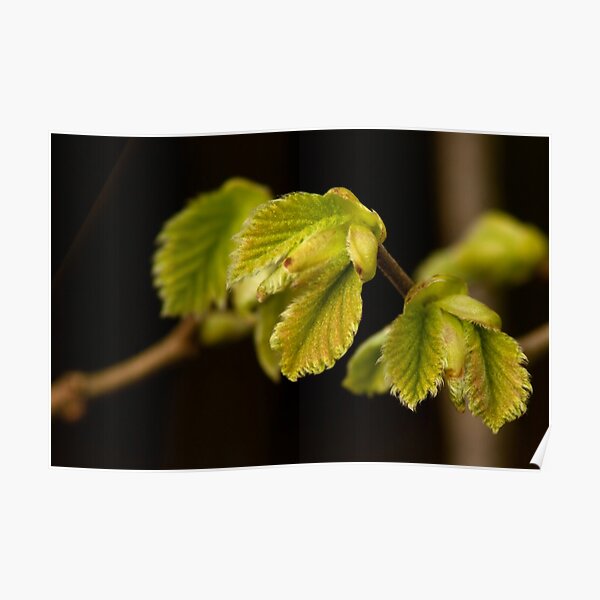 Quiet outburst of new life Poster