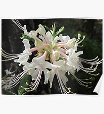 Honeysuckles in pink! Poster