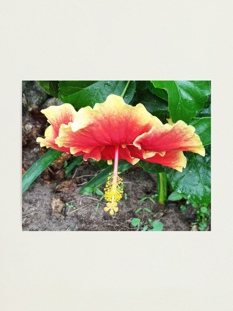 Alternate view of Hibiscus Beauty Photographic Print