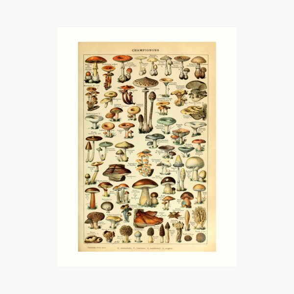 Magical Mushrooms Art Print