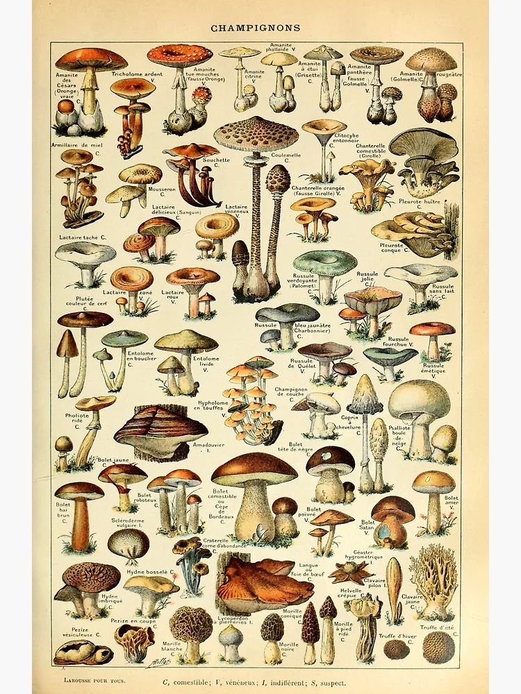 Magical Mushrooms Postcard for Sale by wolfandbird