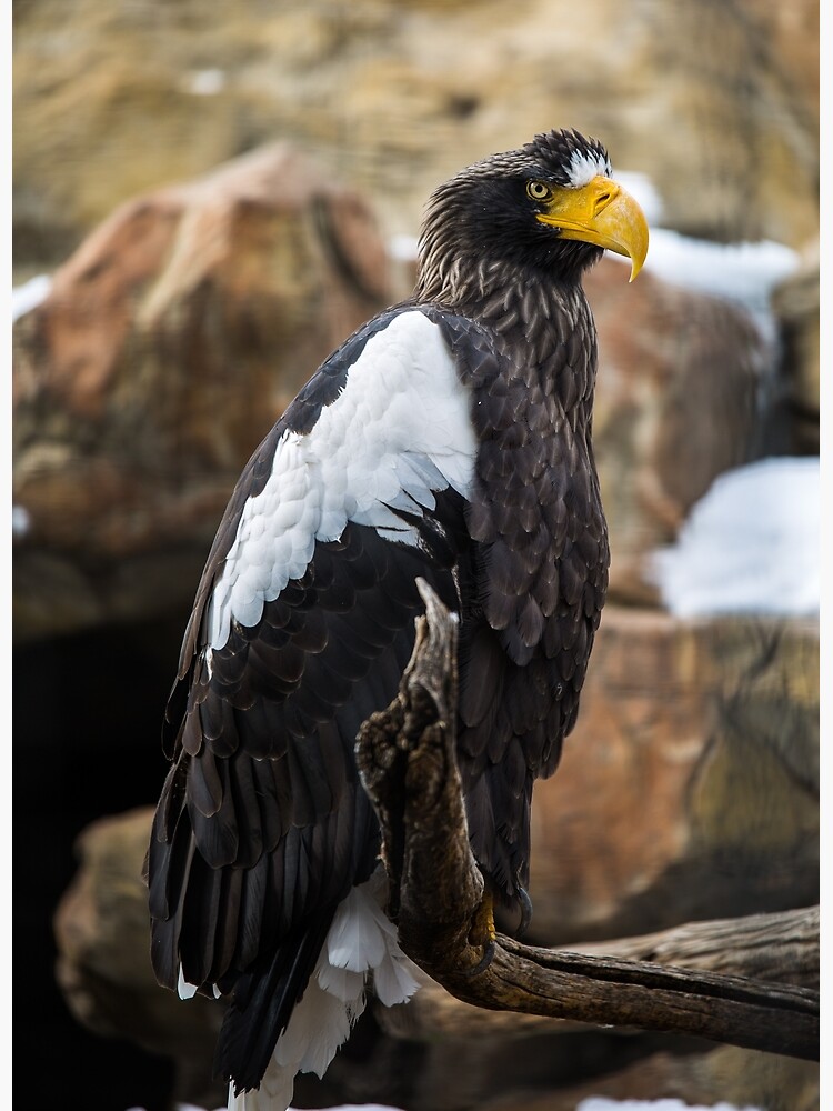 Tarjetas de felicitación «Águila marina de Steller» de vagabondpixels |  Redbubble