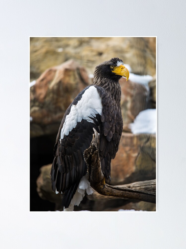 Póster «Águila marina de Steller» de vagabondpixels | Redbubble