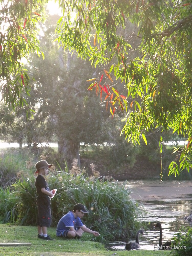 "Picnic with nature-Baldwin swamp in Bundaberg" by feedback