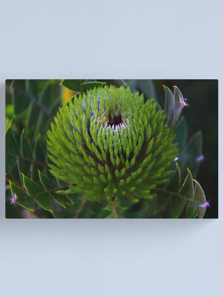 Alternate view of Banksia baxteri Canvas Print