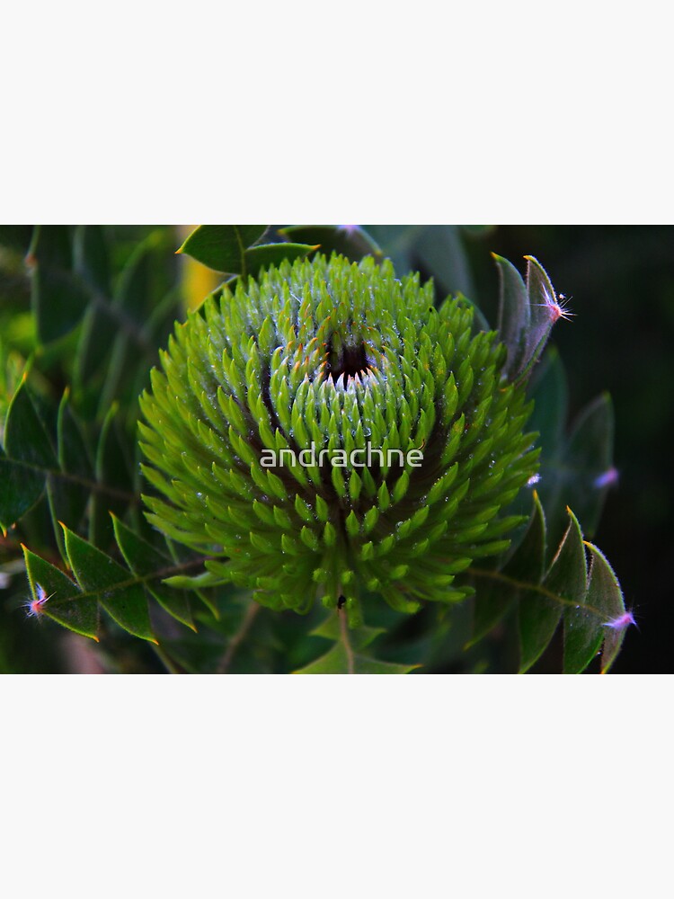 Banksia baxteri by andrachne