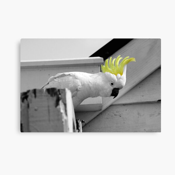 Curious Cockatoo Canvas Print
