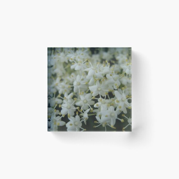 Item preview, Sambucus nigra--Zova designed and sold by Ana Belaj.