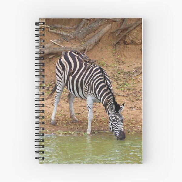 Item preview, Zebra and oxpeckers, Mkuze Game Reserve, South Africa designed and sold by FranWest.