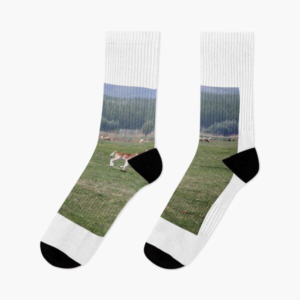 Item preview, three young calves run across the field designed and sold by goceris.