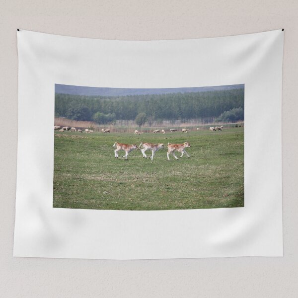 Item preview, three young calves run across the field designed and sold by goceris.
