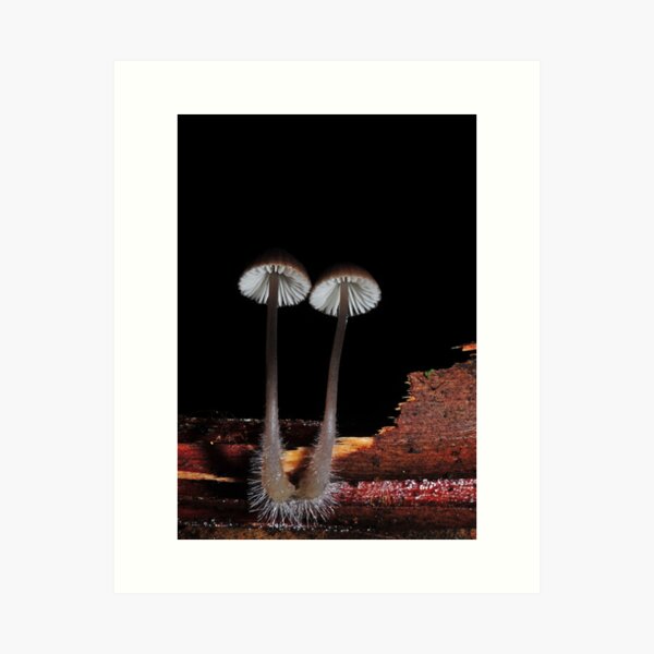 Item preview, Nice little brown pair designed and sold by Colin12.