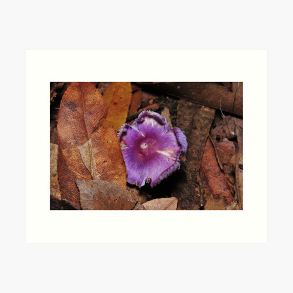 Item preview, Beauty in the leaf litter designed and sold by Colin12.