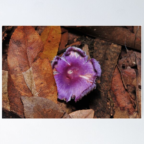 Item preview, Beauty in the leaf litter designed and sold by Colin12.