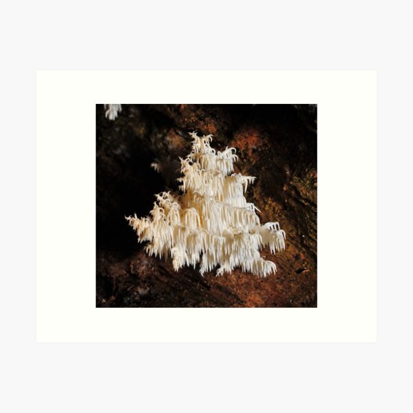 Item preview, Hericium coralloides designed and sold by Colin12.