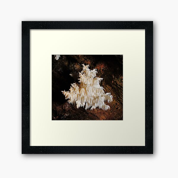 Item preview, Hericium coralloides designed and sold by Colin12.