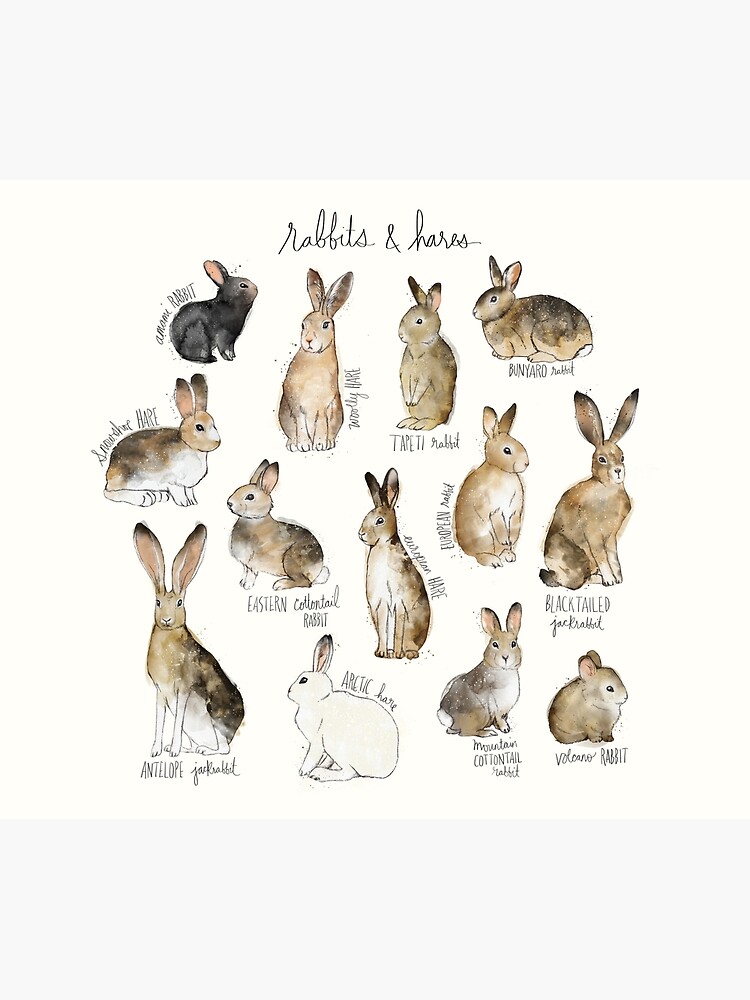 Rabbits & Hares by AmyHamilton