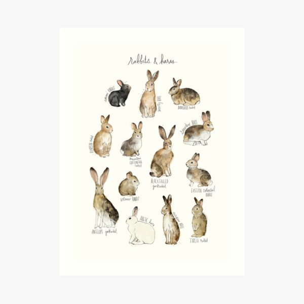 Rabbits & Hares Art Print