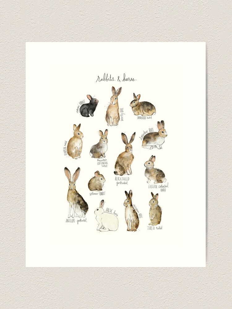 Alternate view of Rabbits & Hares Art Print