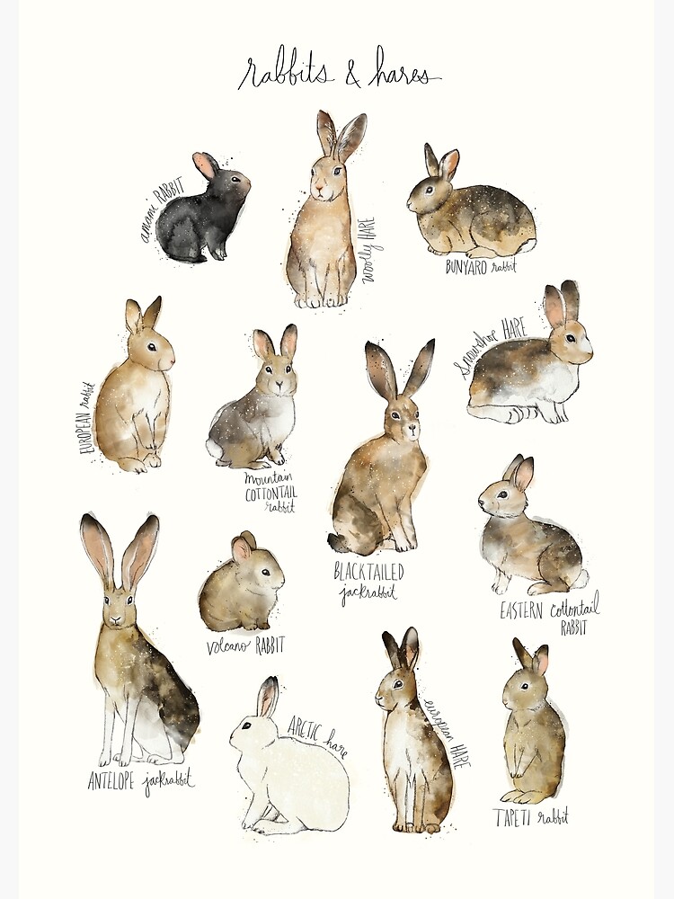 Rabbits & Hares Poster for Sale by Amy Hamilton