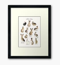 Rabbits & Hares Framed Print