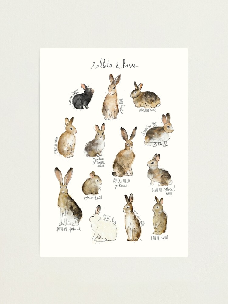 Alternate view of Rabbits & Hares Photographic Print
