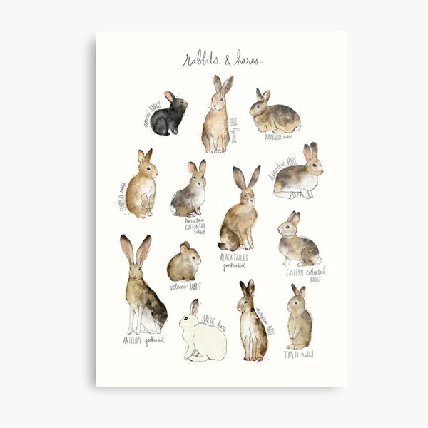 Rabbits & Hares Metal Print