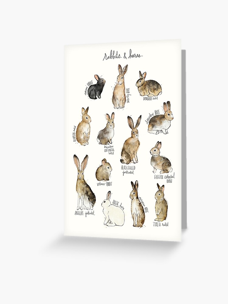 Carte De Vœux Lapins Et Lievres Par Amyhamilton Redbubble