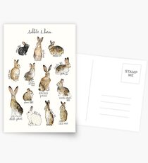 Kaninchen und Hasen Postkarten