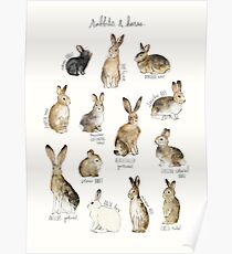 Kaninchen und Hasen Poster