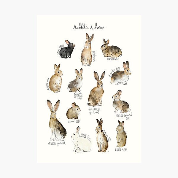 Rabbits & Hares Photographic Print