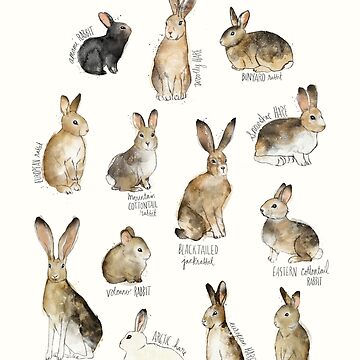 Artwork thumbnail, Rabbits & Hares by AmyHamilton